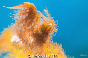 Hairy shrimp by Kelvin H.y Tan 